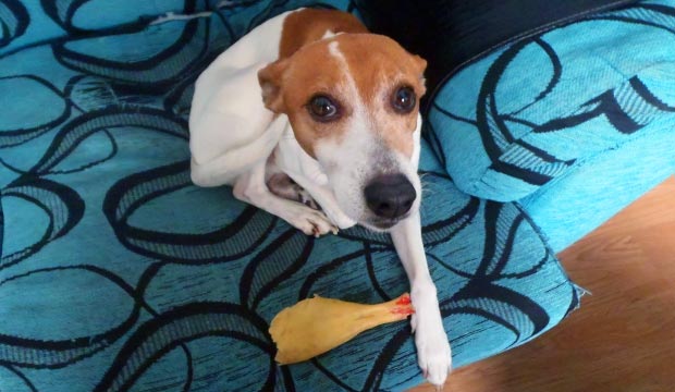 viajar con perros a Marruecos