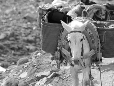 Burro en Marruecos y su importancia en la sociedad