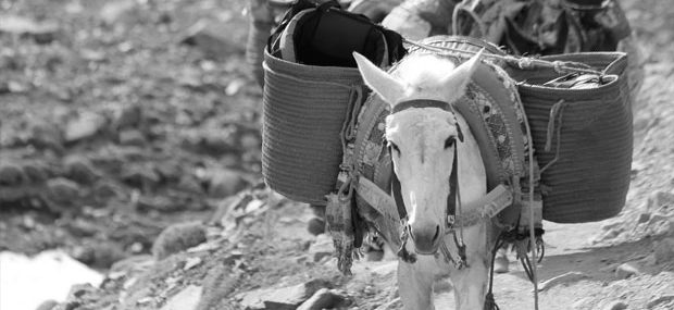 Burro en Marruecos y su importancia en la sociedad