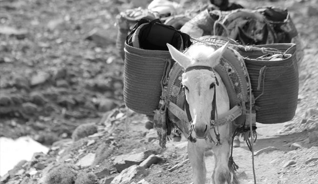 Burro en Marruecos y su importancia en la sociedad Burro en Marruecos y su importancia en la sociedad