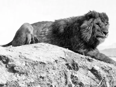 León del Atlas, también conocido como león de Berbería o Panthera leo leo
