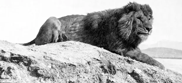 León del Atlas, también conocido como león de Berbería o Panthera leo leo