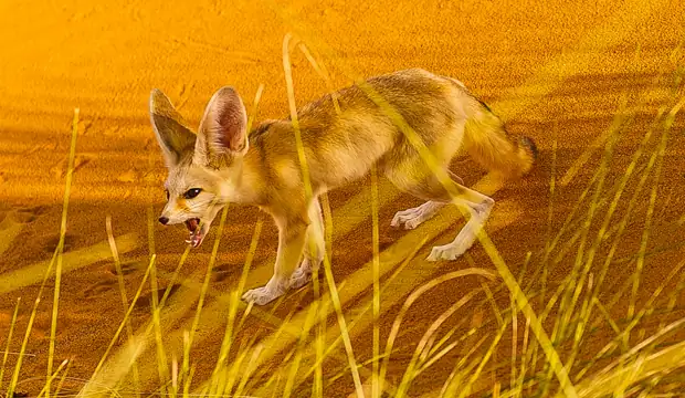 Una curiosidad del desierto del Sáhara es el fénec, también conocido como zorro del desierto