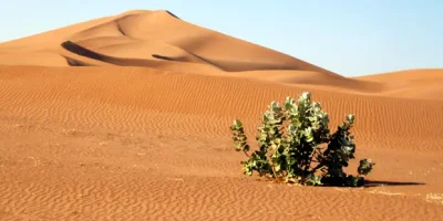Desierto del Sáhara: un vergel de ida y vuelta