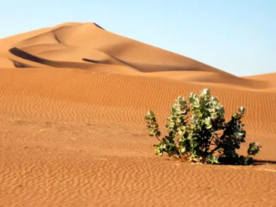 Desierto del Sáhara: un vergel de ida y vuelta