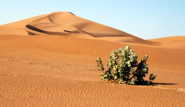 Desierto del Sáhara: un vergel de ida y vuelta