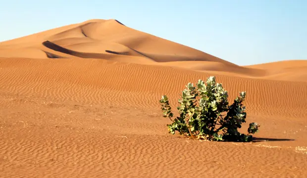 Desierto del Sáhara: un vergel de ida y vuelta Desierto del Sáhara: un vergel de ida y vuelta