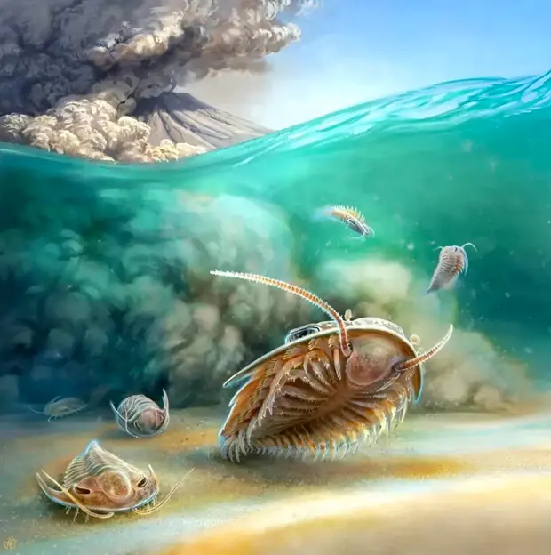 Los fósiles tridimensionales de trilobites encontrados en el Alto Atlas de Marruecos se consideran los mejor conservados jamás descubiertos