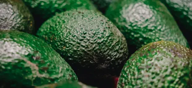 aguacate en Marruecos