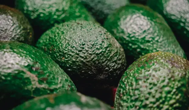 aguacate en Marruecos