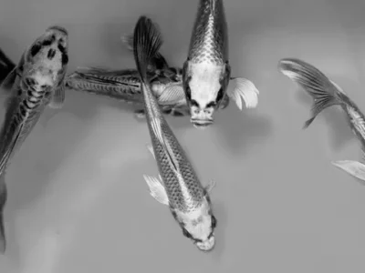 criar peces en el desierto