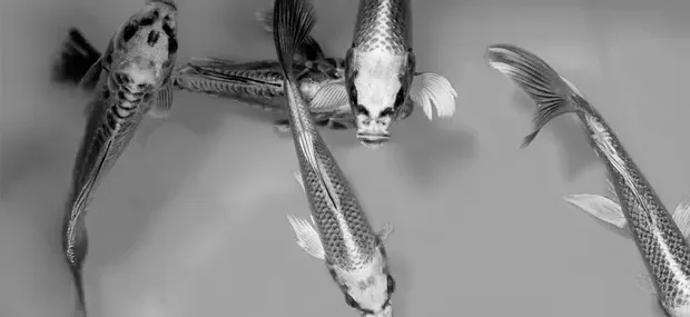 criar peces en el desierto