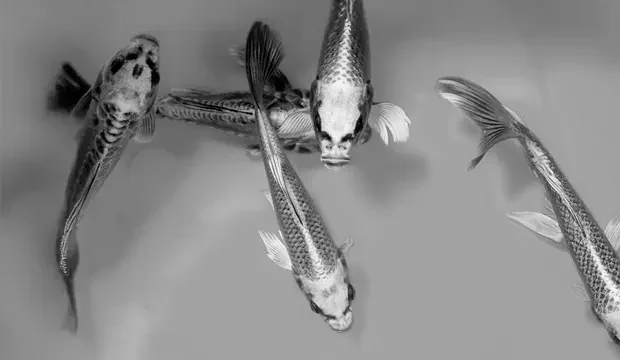 criar peces en el desierto