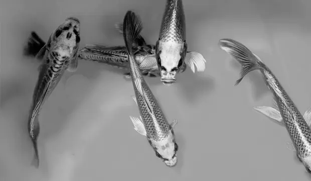 criar peces en el desierto criar peces en el desierto