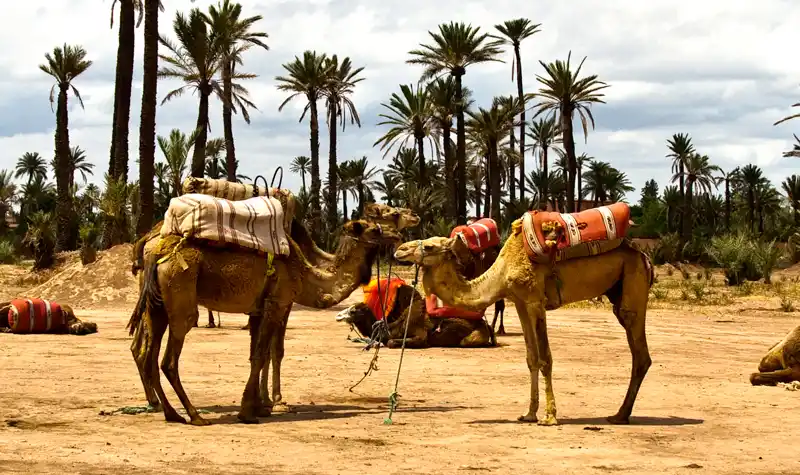 Marrakech turismo y excursiones. Dromedarios en el palmeral