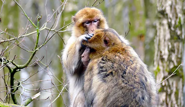 El mono de berbería o macaca sylvanus es un animal extremadamente social