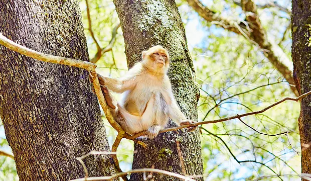 El mono de gibraltar o macaco de berbería cruzó desde África hacia Europa hace unos cinco millones de años