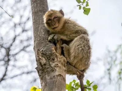macaco de berbería, macaca sylvanus o mono de berberia