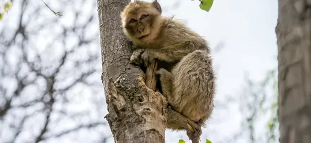 macaco de berbería, macaca sylvanus o mono de berberia