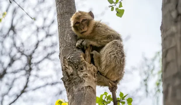 macaco de berbería, macaca sylvanus o mono de berberia