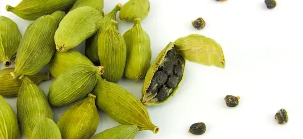 plantas medicinales marroquíes