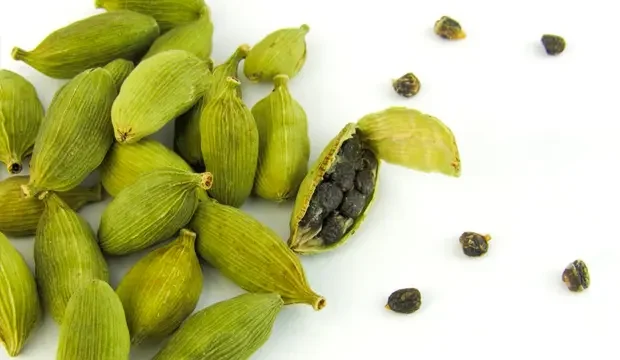 plantas medicinales marroquíes
