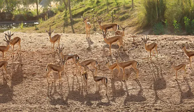 El Jardín Zoológico Nacional de Rabat alberga especies en su area del desierto como el oryx o el addax