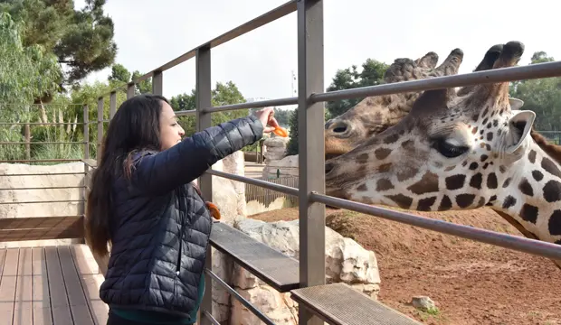 Si viajas con niños o quieres conocer la fauna africana, el zoológico de Rabat ofrece una experiencia más allá de la simple observación de animales