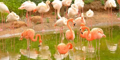 Zoo de Rabat o Jardín Zoológico Nacional de Rabat