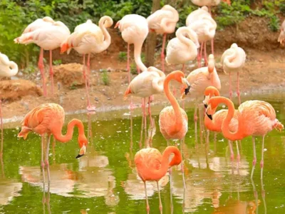 Zoo de Rabat o Jardín Zoológico Nacional de Rabat