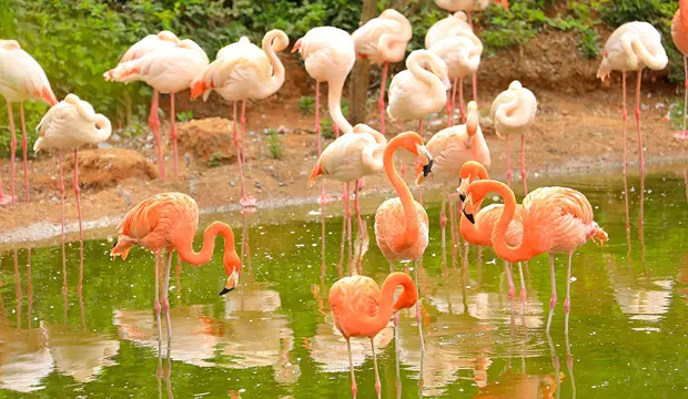 Zoo de Rabat o Jardín Zoológico Nacional de Rabat Zoo de Rabat o Jardín Zoológico Nacional de Rabat