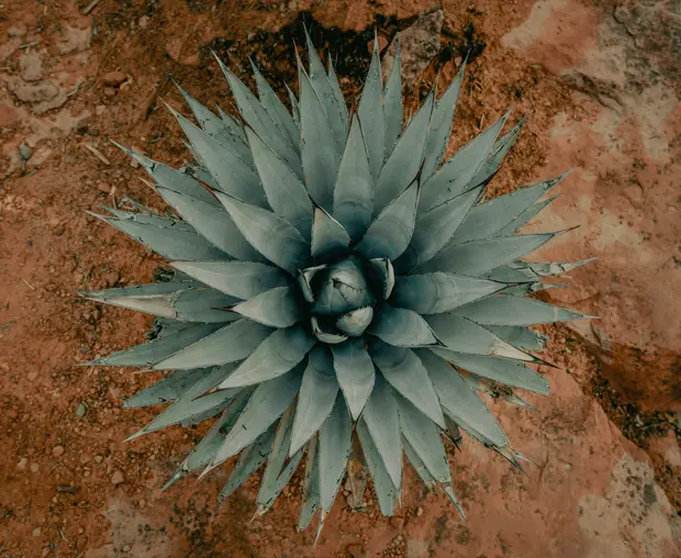 El agave, cultivado es el punto de partida de la seda de cactus o tejido sabra