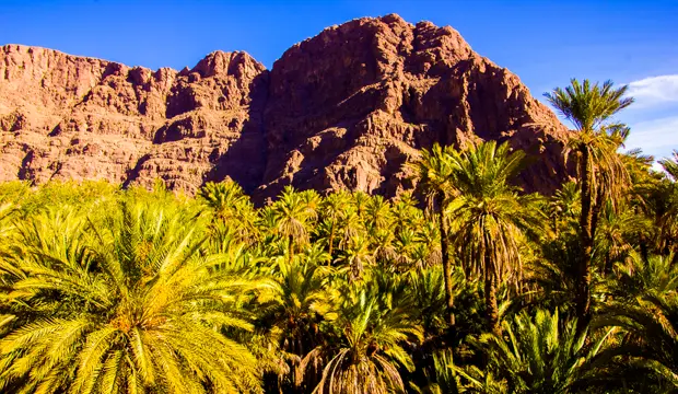 Frondoso palmeral verde en el valle del todra con las acantiladas montañas rocosas al fondo cerca de tinerhir